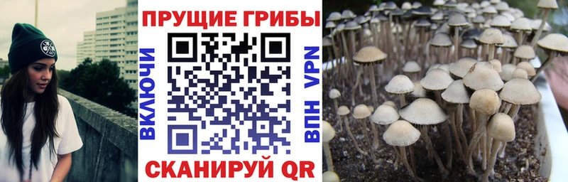 где купить наркоту  Иланский  Псилоцибиновые грибы мухоморы 